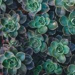 Carolina Flatley Profile Picture