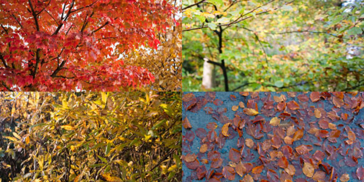 Casino and Bookmaker on One Site